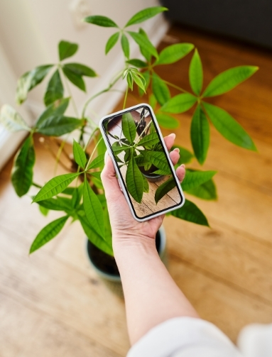 user-based-plant-identification-mobile-app-thumb